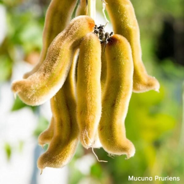 NaturaVives Black Kaunch Seeds / Velvet Beans / Mucuna Pruriens / Black Kaunch Beej / Alkushi / Kapikachhu - Image 7